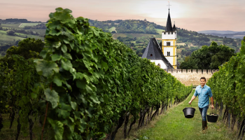 Weinberge und Kirche in Rheinhessen Lächelnder Mann trägt 2 Eimer in einem Weinberg. Im Hintergrund ist eine Kirche.