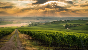 Weinberge im Abendlicht in Rheinhessen Flache Weinberge im warmen Abendlicht, das durch die Wolken scheint. Am Horizont sind Windräder.