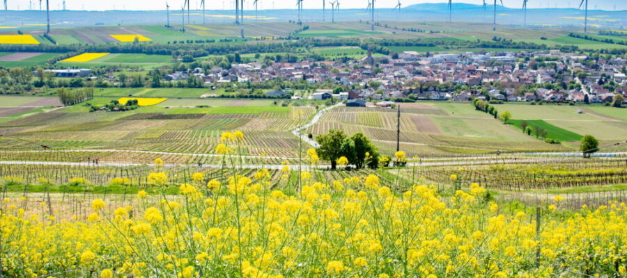 Frühlingslandschaft mit Weinbergen und Windrädern Weite Landschaft mit Weinbergen und gelb blühenden Pflanzen im Vordergrund, Feldern und einer Ortschaft in der Mitte sowie zahlreichen Windrädern auf den Hügeln im Hintergrund unter blauem Himmel.