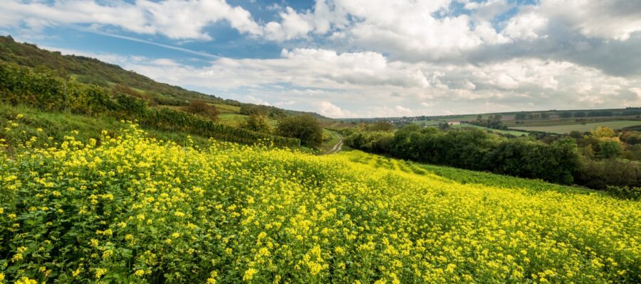 Heideblick Großes Feld mit gelb blühenden Pflanzen in einer hügeligen Landschaft. Dahinter liegen Weinberge, Hecken und Felder unter blauem Himmel mit ausgedehnten weißen Wolken.