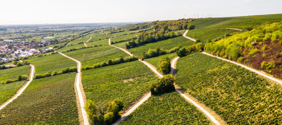 Weinberge und Wege in hügeliger Landschaft Blick über weitläufige, grüne Weinberge auf sanften Hügeln. Helle Wege verlaufen zwischen den Rebflächen, links liegt eine Ortschaft; auf dem Höhenzug im Hintergrund stehen mehrere Windkraftanlagen.