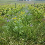 Abmahnungen drohen - Neue Vorgaben zu Umwelt- und Nachhaltigkeitsaussagen Wertvoll begrünte Weinberge