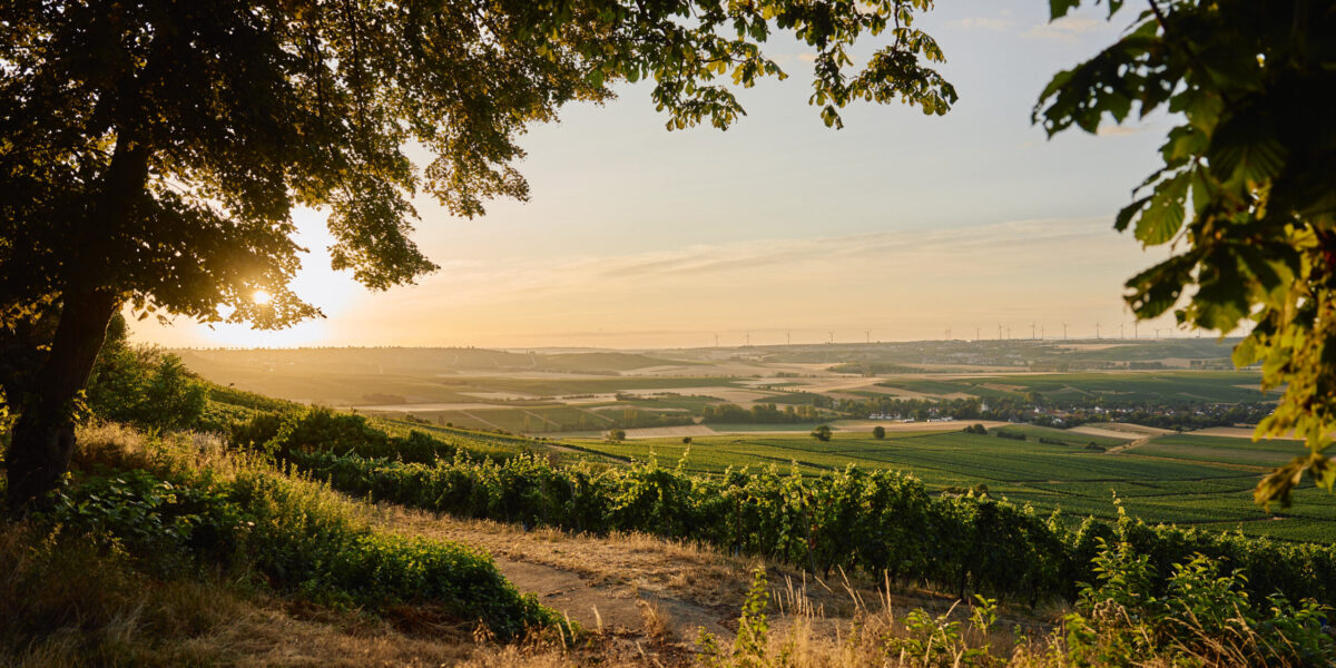 Hofgut-Wissberg Ausblick auf Rheinhessen
